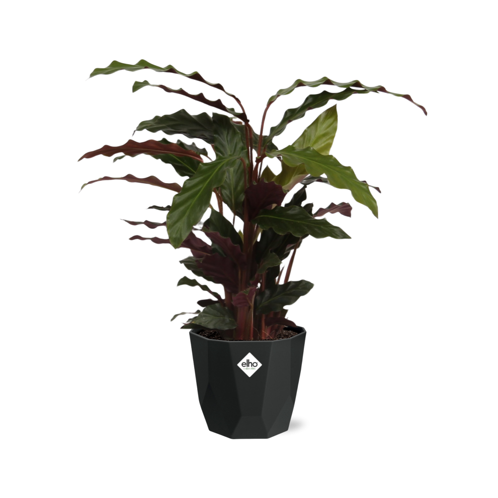 Calathea Rufibarba ‘Tropistar’ – Tropische Zimmerpflanze im schwarzen Topf