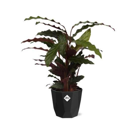 Calathea Rufibarba ‘Tropistar’ – Tropische Zimmerpflanze im schwarzen Topf