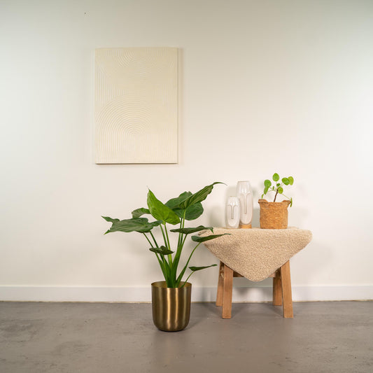 Alocasia Cucullata – Elefantenohr Ø19cm mit Topf Mayk Gold