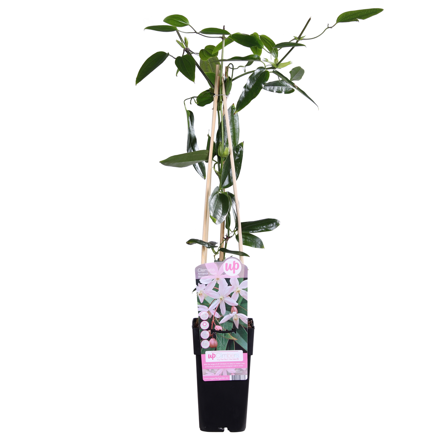 Clematis armandii Apple Blossom – Immergrüne Kletterpflanze Ø15cm