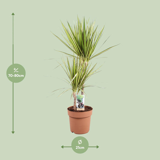 Dracaena Marginata Sunray – Pflegeleichter Drachenbaum Ø21cm, 80cm hoch