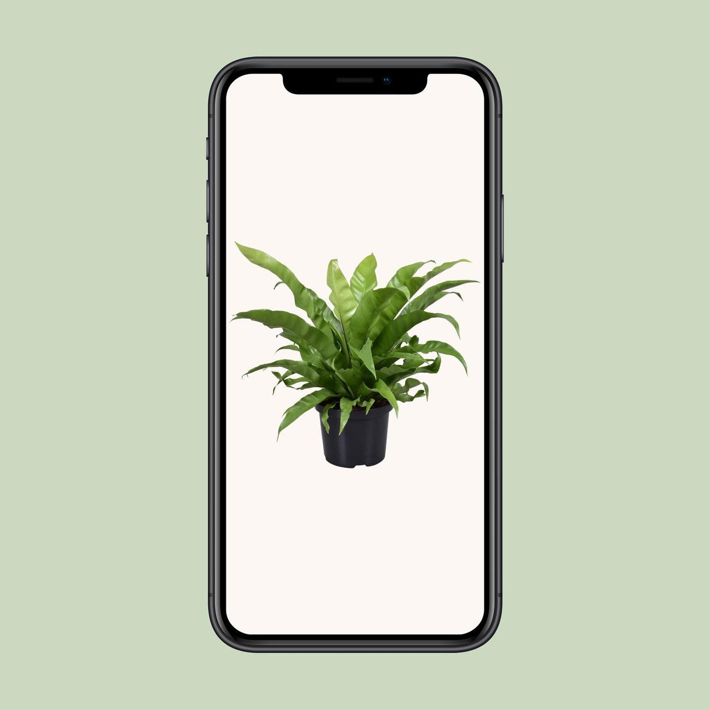 Asplenium Antiquum – Pflegeleichter Zimmerfarn Ø23cm, 60cm hoch
