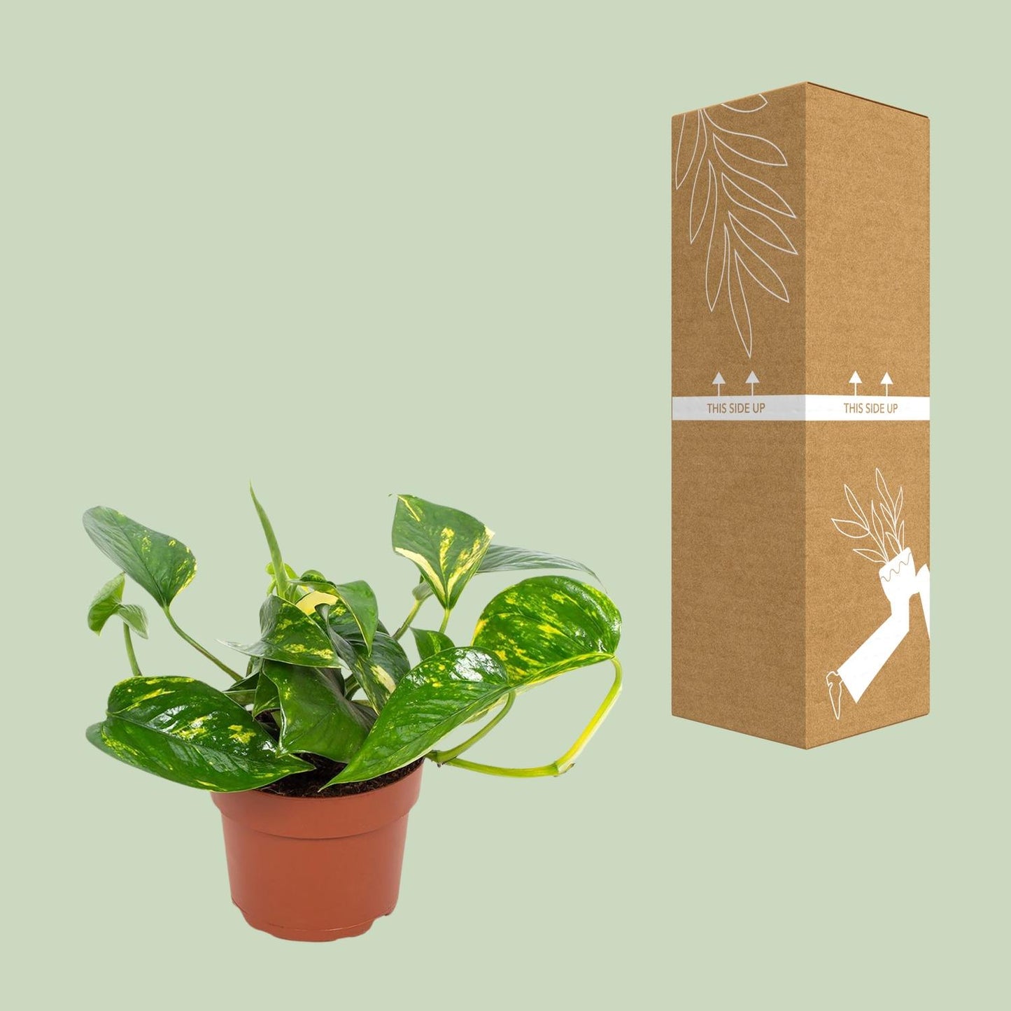 Goldener Efeutute (Epipremnum) 12cm - Pflegeleicht & Luftreinigend