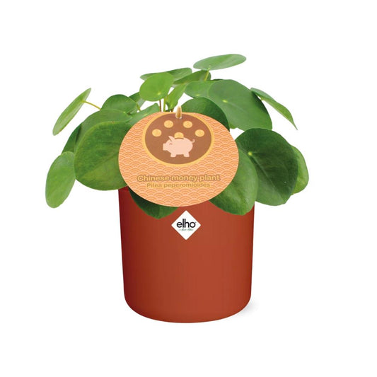 Pilea Peperomioides 12cm – pflegeleichte Zimmerpflanze im ELHO Topf