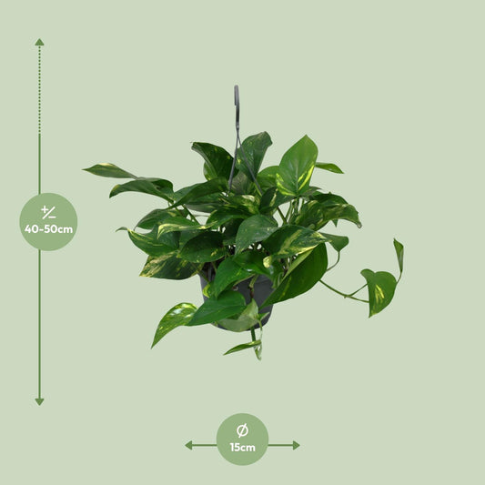 Scindapsus Epipremnum – Pflegeleichte Hängepflanze Ø15 cm