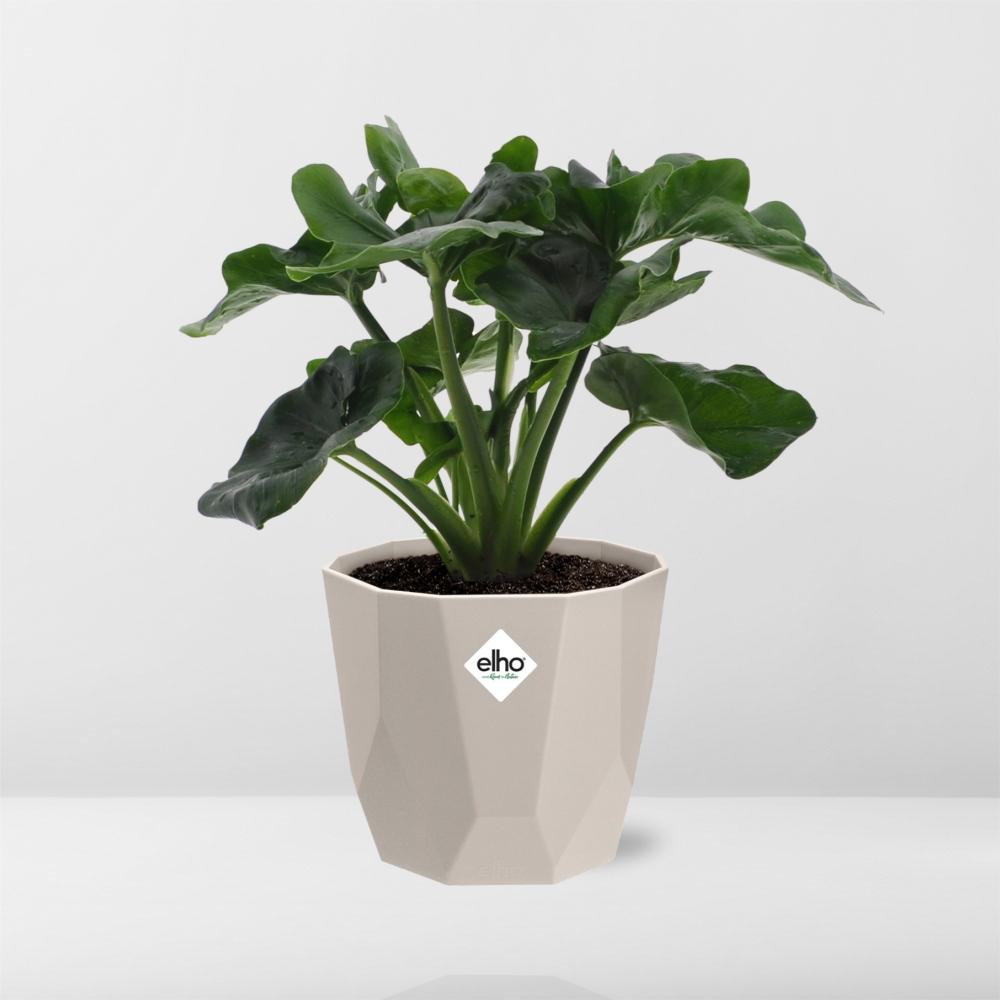 Philodendron Atom im ELHO b.for rock 14 cm Topf warm grey