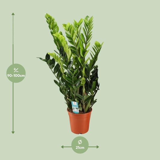 Zamioculcas Zamiifolia – Pflegeleichte XXL-Grünpflanze Ø21cm