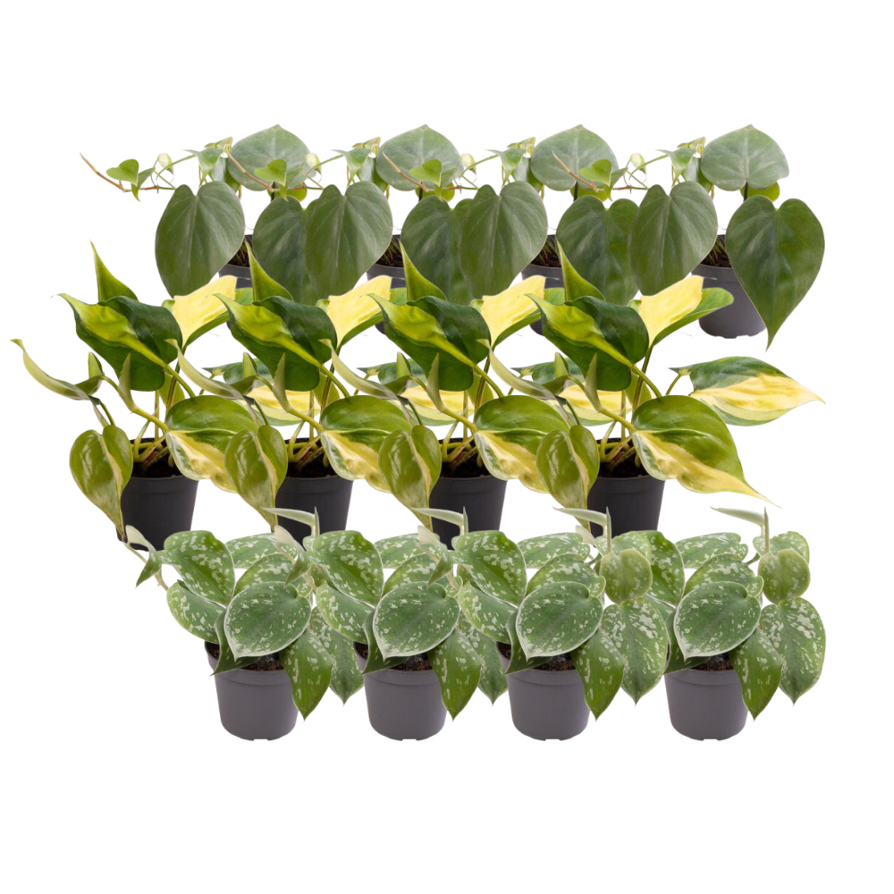 12x Philodendron Scandens Mix – Pflegeleichte Grünpflanzen