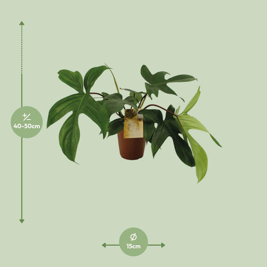 Philodendron Florida Green – Pflegeleichte Zimmerpflanze Ø15cm