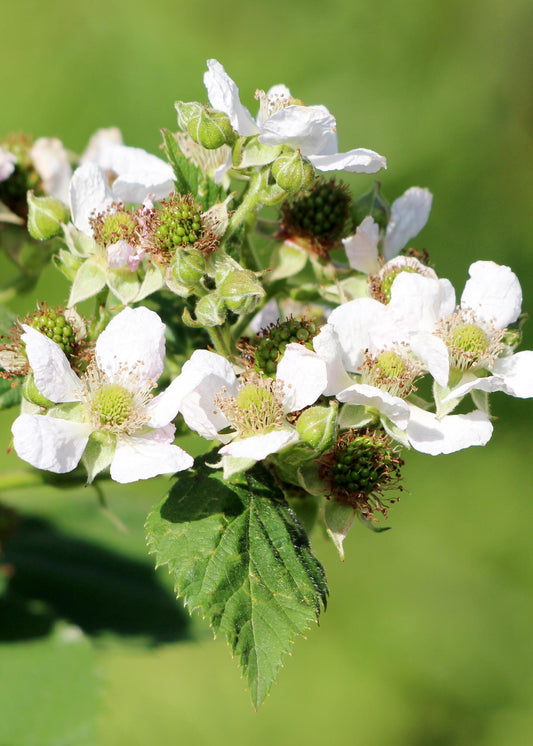 Rubus idaeus 'Malling Promise' – Biologische Sommer-Himbeere Ø13cm