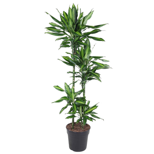 Dracaena Cintho – 150 cm – pflegeleichte Zimmerpflanze