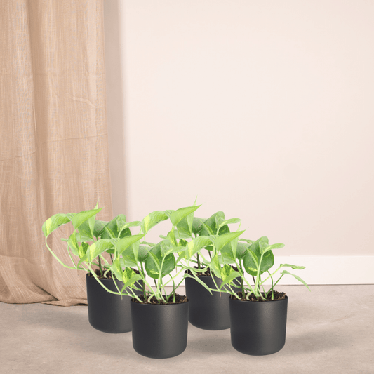 Epipremnum Aureum (Scindapsus) – 4er Set Ø12cm Topf