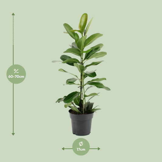 Ficus Microcarpa Smile® – Pflegeleichter Zimmerbaum Ø17cm