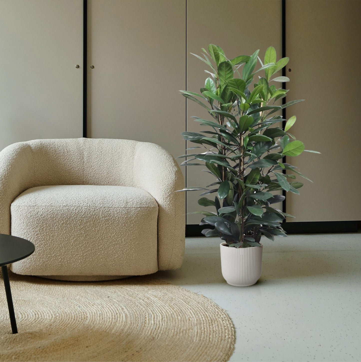 Ficus Cyathistipula – Exotischer Afrikanischer Feigenbaum 140 cm