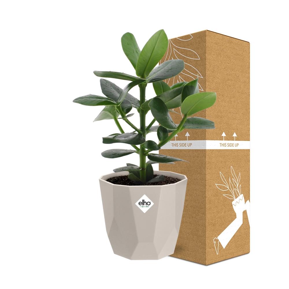 Clusia Princess – Autographenbaum in ELHO b.for rock 14 cm warm grey