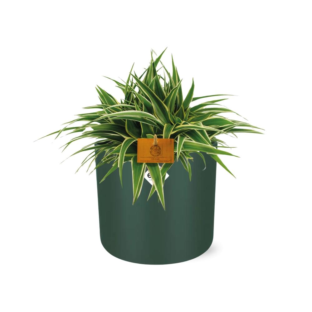 Chlorophytum Ocean – pflegeleichte Grünlilie 15 cm