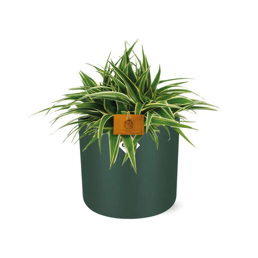Chlorophytum Ocean – pflegeleichte Grünlilie 15 cm