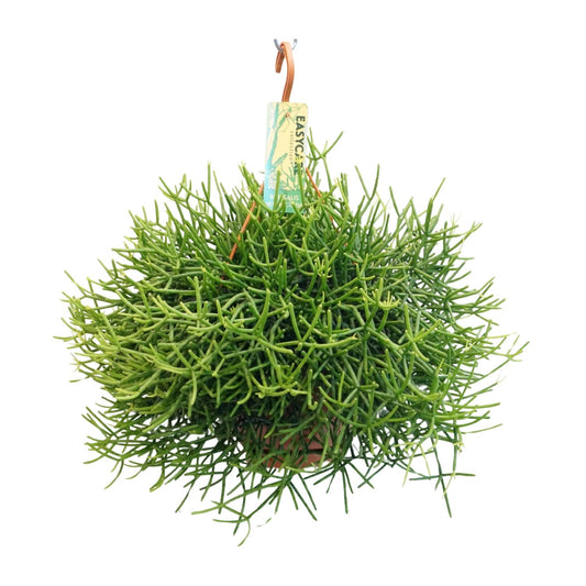 Rhipsalis Heteroclada – pflegeleichte Ampelpflanze Ø21 cm
