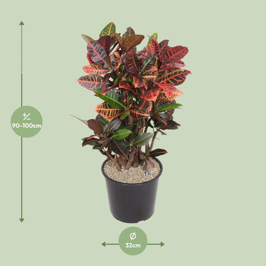 Codiaeum Petra (Croton Petra) – Ø32 cm, ca. 100 cm hoch