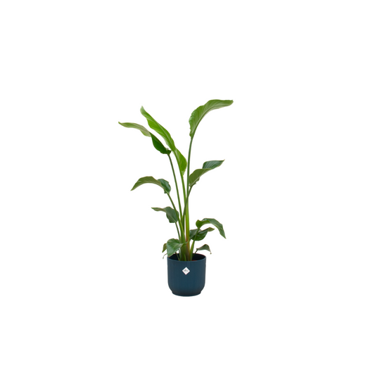 Strelitzia Nicolai mit elho Vibes Fold Round Topf Ø22 - 100 cm