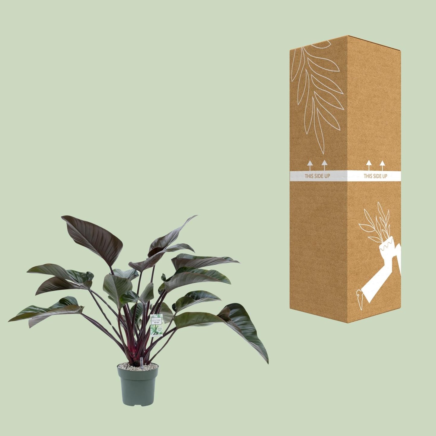 Philodendron Red Beauty – Pflegeleichte XXL-Zimmerpflanze