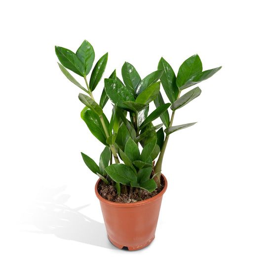 Zamioculcas – Pflegeleichte Zimmerpflanze Ø12cm, 35cm hoch
