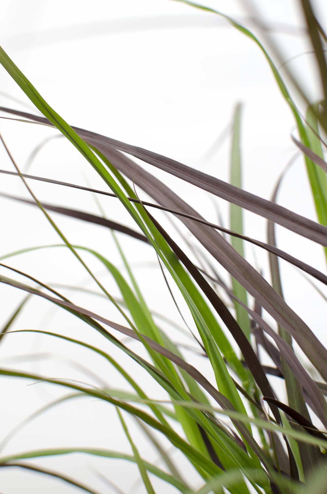 Pennisetum x advena 'Summer Samba' – Ziergras Ø19cm Topf