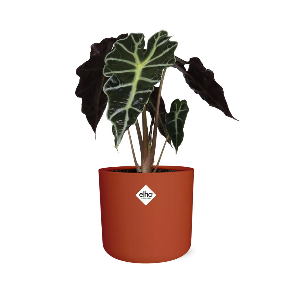 Alocasia ‘Polly’ – Tropische Eleganz im 14cm ELHO Topf