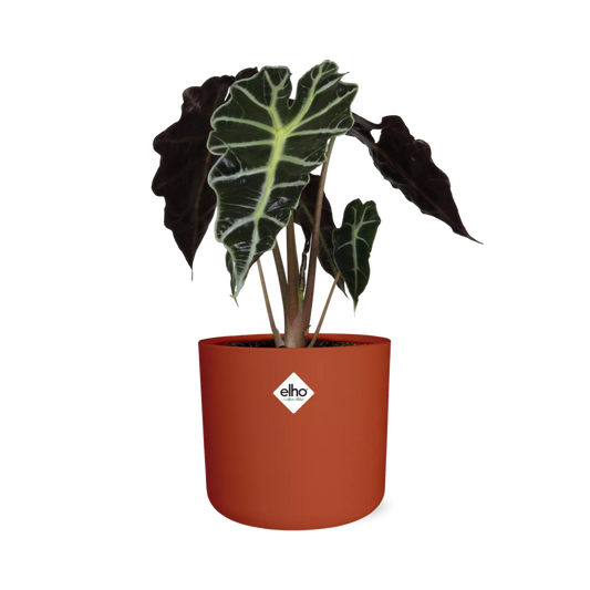 Alocasia ‘Polly’ – Tropische Eleganz im 14cm ELHO Topf