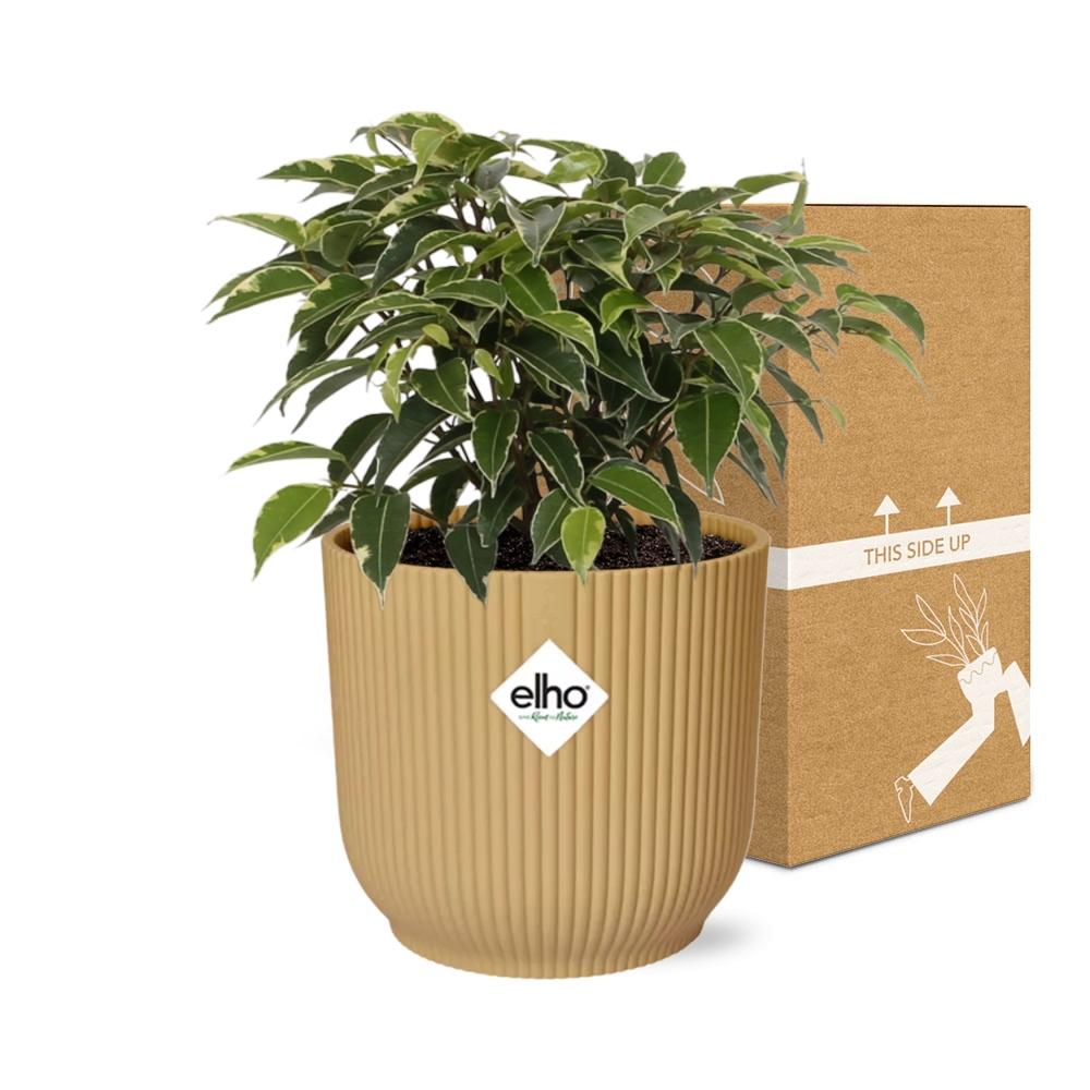 Ficus Benjamina Kinky im ELHO Vibes Fold Topf 14cm Gelb