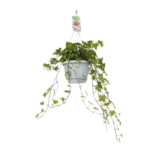 Hedera Helix Geelbont – Pflegeleichter Efeu im Hangpot Ø17cm