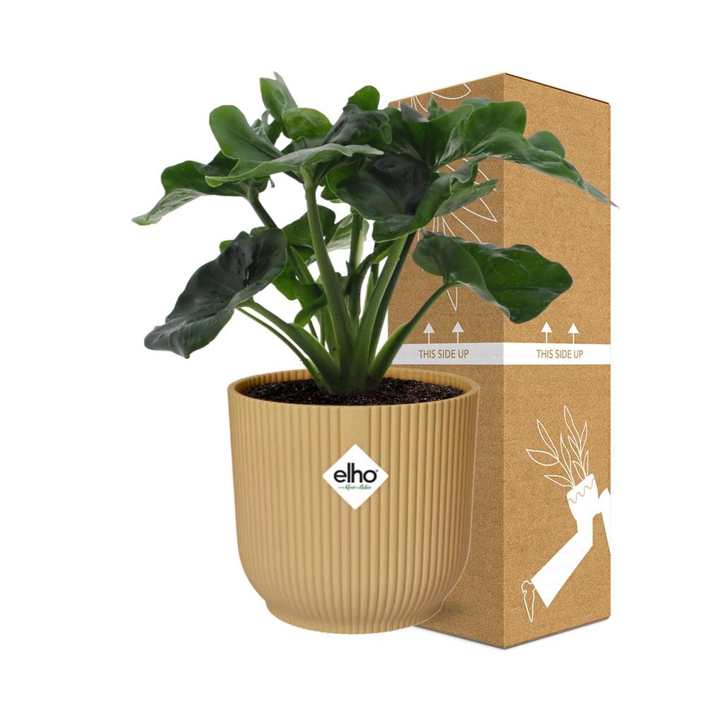 Philodendron Atom im ELHO Vibes Fold 14cm Topf Gelb