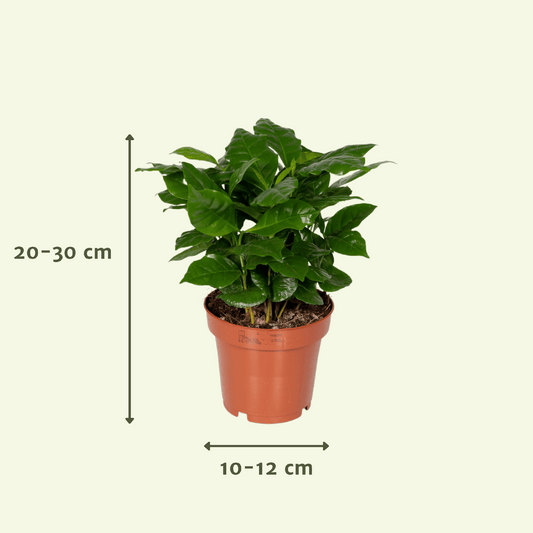 Überraschungsbox mit 5 pflegeleichten Zimmerpflanzen Ø12cm