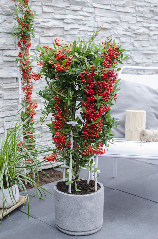 Pyracantha coccinea Red Star – Immergrüner Feuerdorn mit roten Beeren