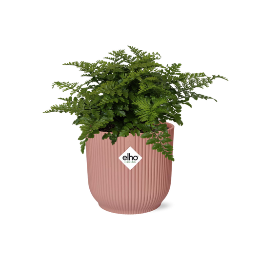 Asplenium Parvati – Eleganter Farn im ELHO Vibes Fold Topf 14cm