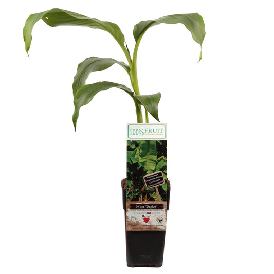 Musa Basjoo – Winterharter Bananenbaum Ø15 cm Topf