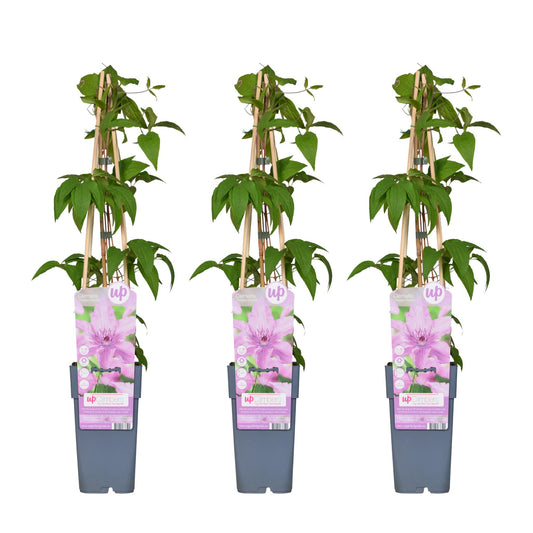3x Clematis Hagley Hybrid – Blühende Kletterpflanze Ø15cm