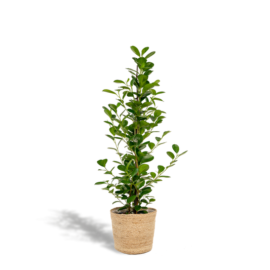 Ficus microcarpa Moclame Ø21cm – Luftreinigende Zimmerpflanze mit Korb