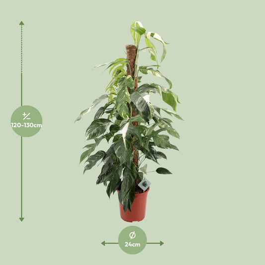 Epipremnum Pinnatum Albo Variegata – pflegeleichte Zimmerpflanze Ø24cm