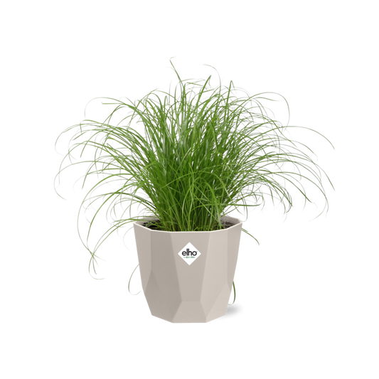 Cyperus alternifolius Schirmgras in ELHO b.for rock 14 cm warm grey