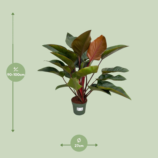 Philodendron Red Beauty – Pflegeleichte XXL-Zimmerpflanze Ø27cm