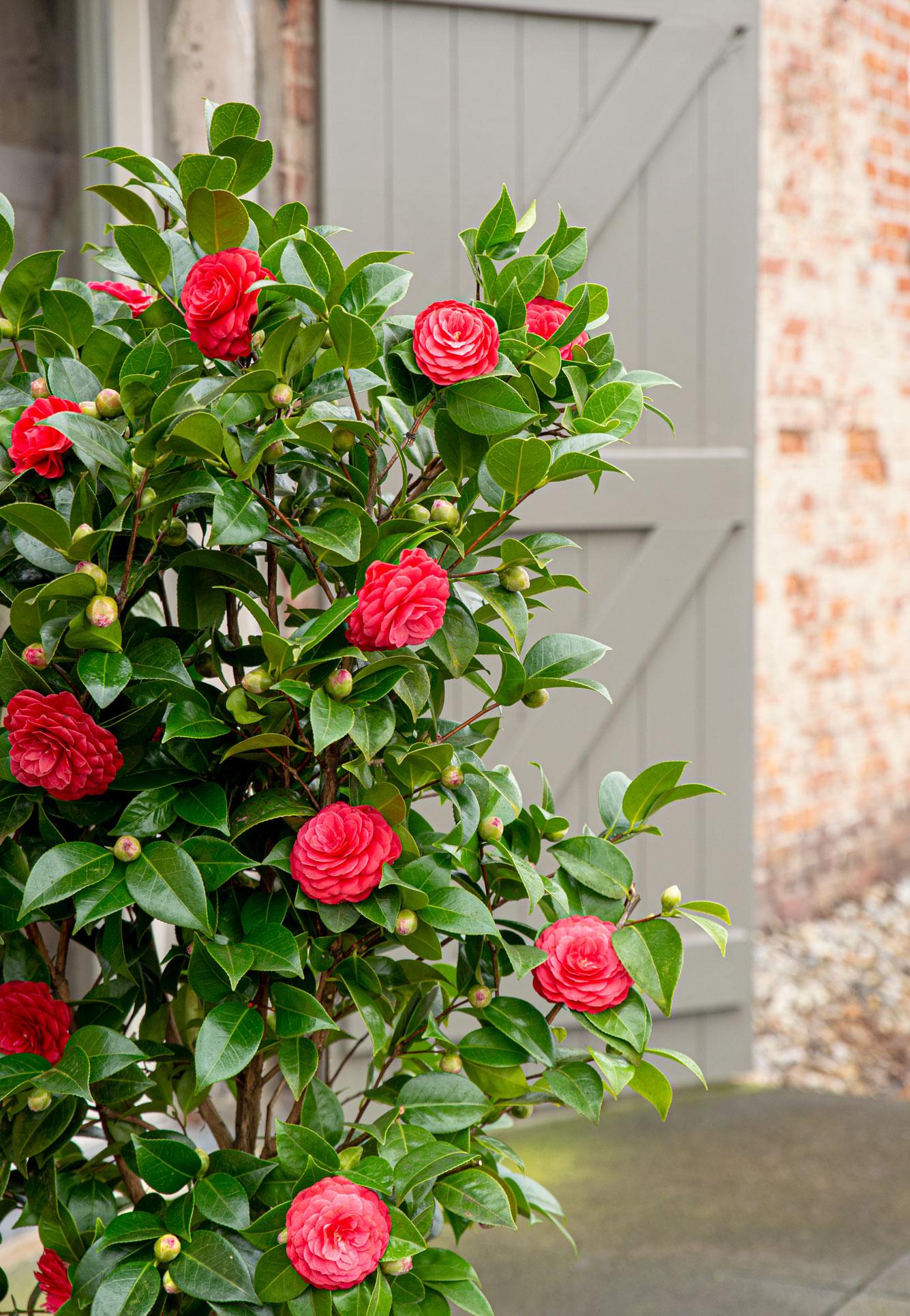 Camellia japonica 'Black Lace' – Eleganter immergrüner Strauch