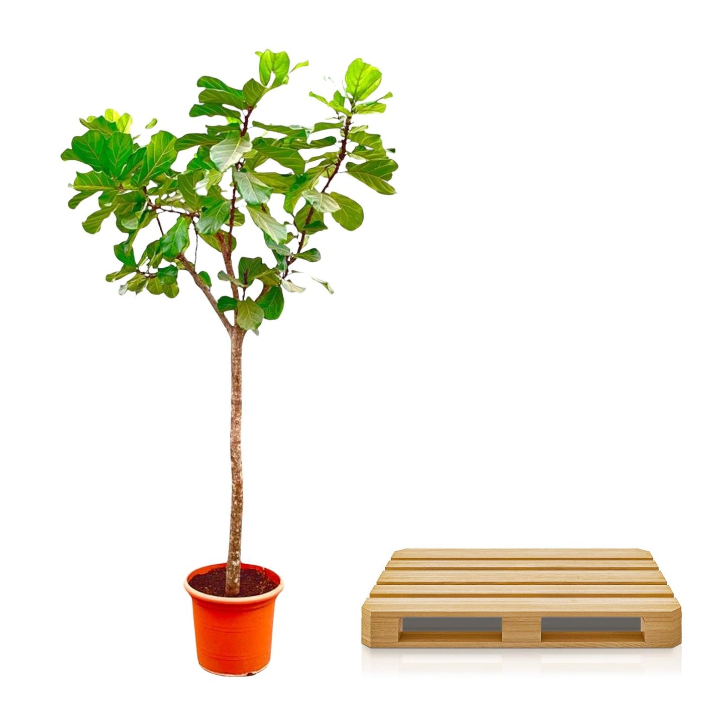 Ficus Lyrata XXL - Geigenfeige 270 cm ø45 cm