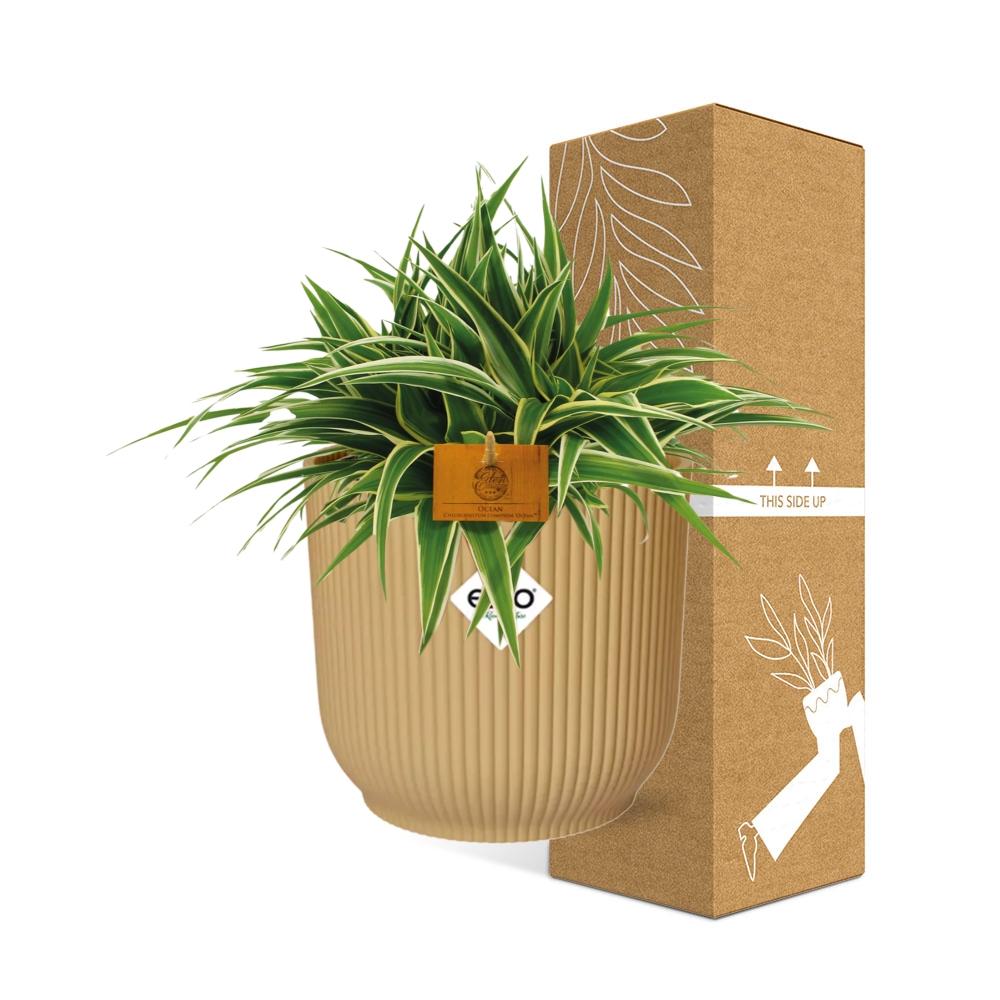 Chlorophytum Ocean 15cm in ELHO Vibes Fold 16cm Gelb