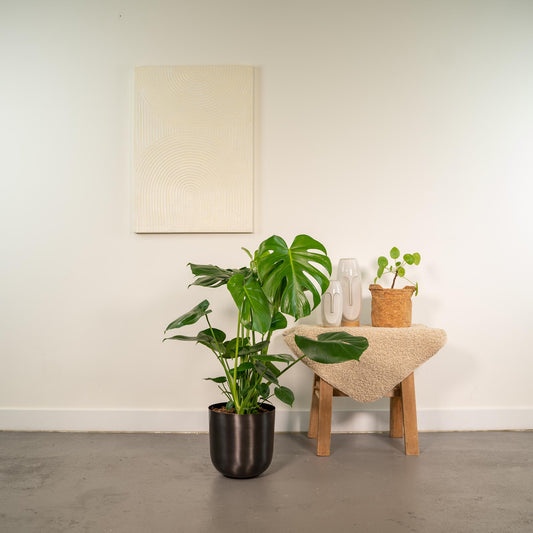 Monstera Deliciosa – Trendiges Fensterblatt Ø21cm, 80cm hoch