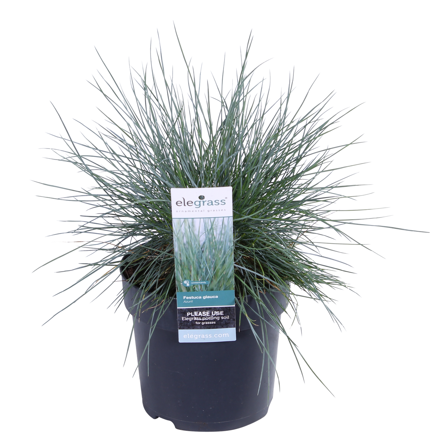 Festuca glauca Azura Blue - Pflegeleichtes Ziergras Ø14cm