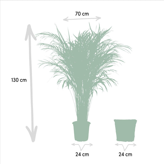 Areca-Palme mit Korb – 130 cm Höhe, Ø 24 cm Topf