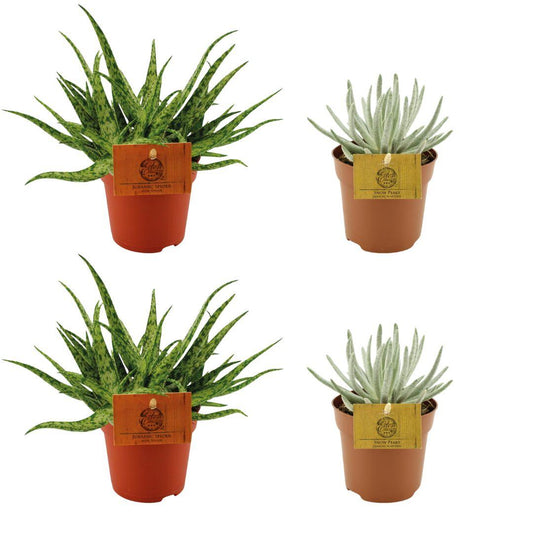 Set aus 2x Aloe Spider & 2x Senecio Scaposus – pflegeleicht & stilvoll