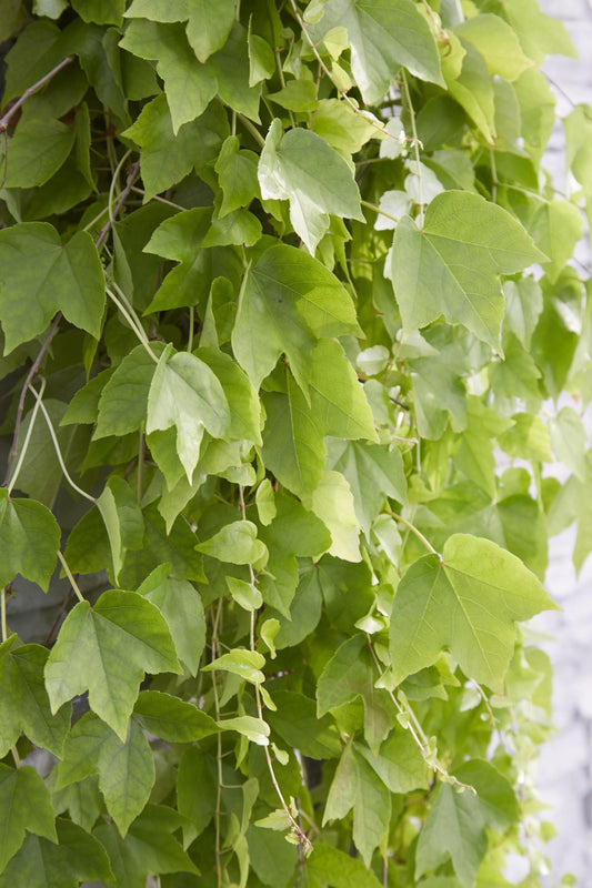 Parthenocissus tricuspidata 'Fenway Park' – Gelbgrüner Wildflügel, Ø15cm, ca. 65cm hoch