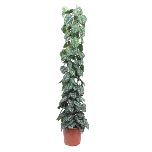 Scindapsus Pictus Trebie mit Gitter 160 cm ø27 cm
